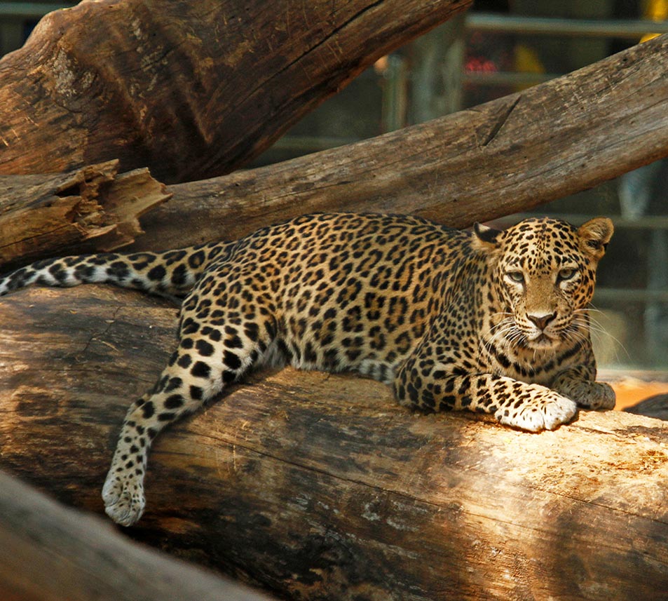 Mysuru Zoo