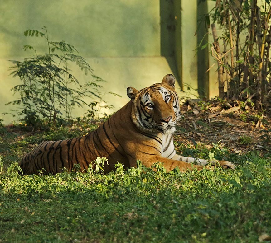 Mysuru Zoo