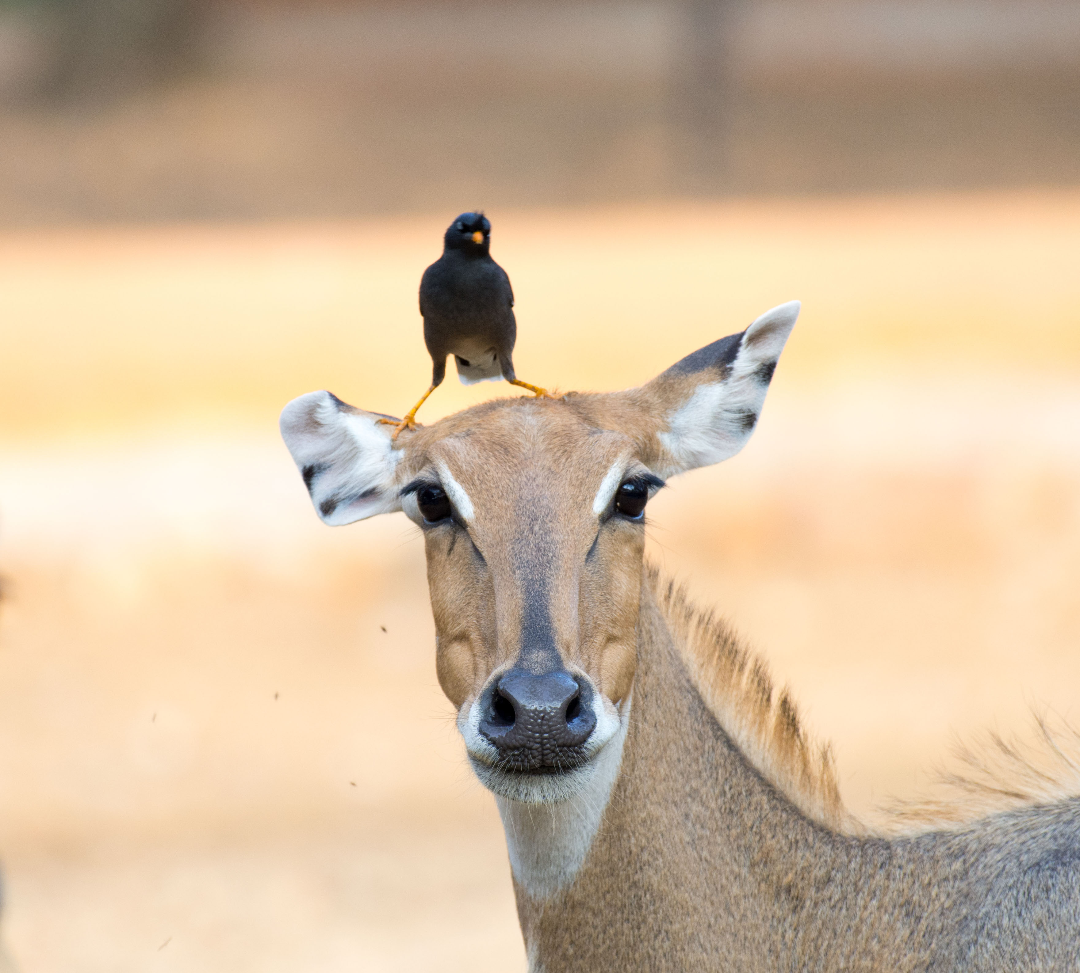 Mysuru Zoo